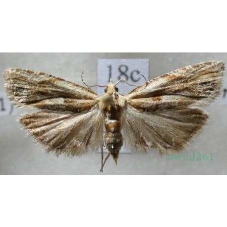 Eucosma cana (Haworth, 1811) Czech18c